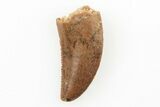 Serrated, Raptor Tooth - Real Dinosaur Tooth #196378-1